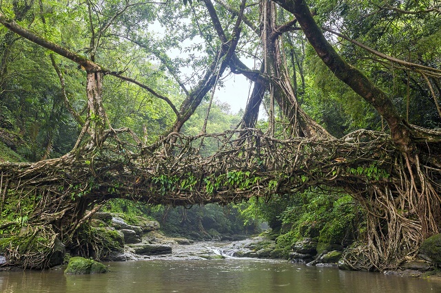 U Indiji uzgajaju mostove