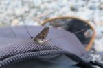 IMG_3588