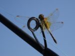 dragonfly-sits-ring-fishing-rod