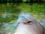 Ecdyonurus torrentis – Spiner