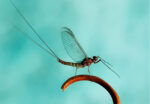 macro-photos-22
