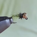 larva 1