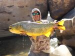 dorado 1