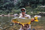 dorado 11