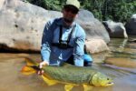 dorado dimitar 2