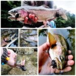 Collage Maker-pastrmke na imitacije miševa