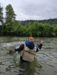 Sava v Radovljici