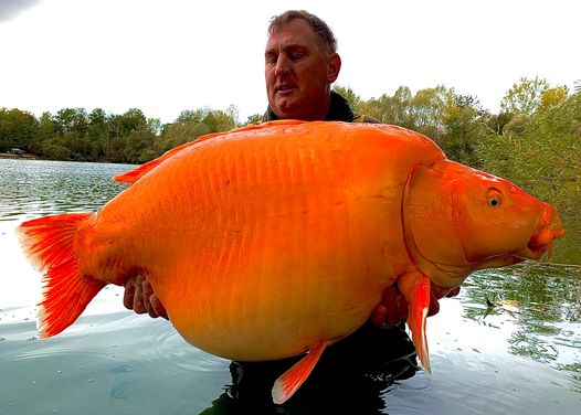 Ulovljena najveća zlatna riba na svetu