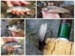 Collage Maker-04-May-2023-glava