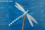 T6144Adult-Blue-Damsel