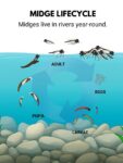 zivotni-ciklus-midges