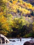 Woman fly fishing under autumn colors on the Black River, Vermont. 2010