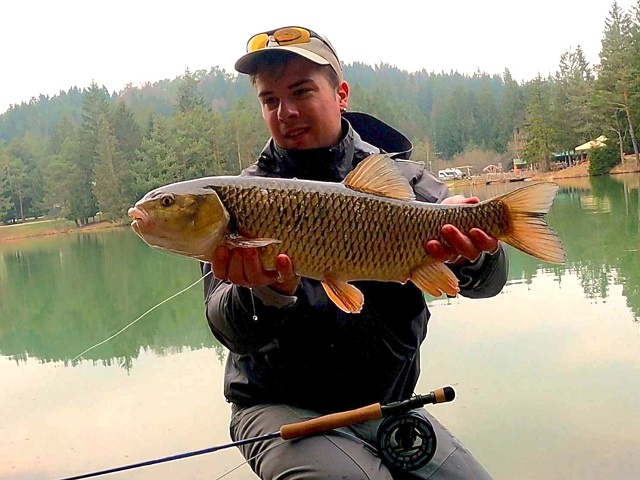 Klen iz Bloškog jezera