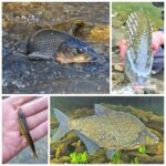 MixCollage-15-Apr-2024-glava