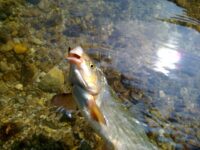 Ulovi škobalja na mahač