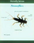 Stonefly-larvae