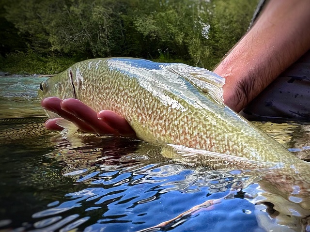 Marmorate sa bajkovite Soče