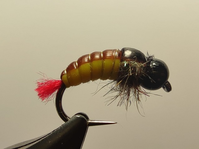 Caddis larva