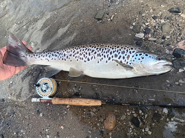 Jezerska pastrmka u reci na mahač