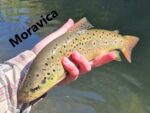 glava