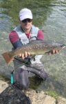 Potočna pastrmka 61cm