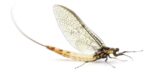 mayfly-web