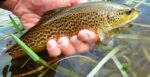 Brown trout from Clyde web