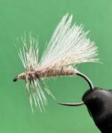 Grey Sedge