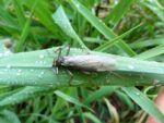 Large Stonfly (Perla microcephala) web