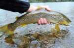 Trout from Annan 2 web