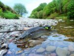 Trout from Annan web