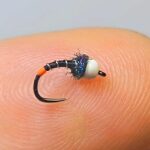 Black Zebra midge