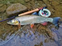 Klen na mahač galerija