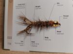 Peeping caddis 1