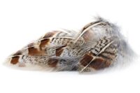 Jarebica, perje i imitacije