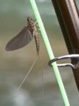 Baetis Rhodani female subimago Snimio Zdravko Kosačkov