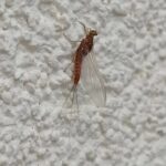 Ephemera ignita Drina kraj oktobra