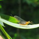 Jednodnevka Lim 2019