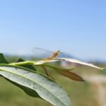 Jednodnevka Lim 2019 ženka