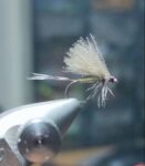 jednodnevka-4 Ante Bikić