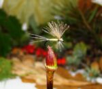 lipljanski-zalogaji-jednodnevka žutaBK