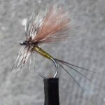 mala-zuta-jednodnevka-Oholi