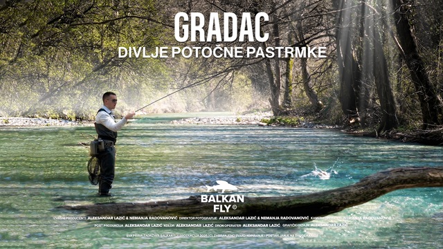 Video Divlje potočne pastrmke – reka Gradac