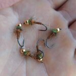 komplet fazanovih nimfi