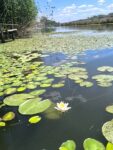 teren
